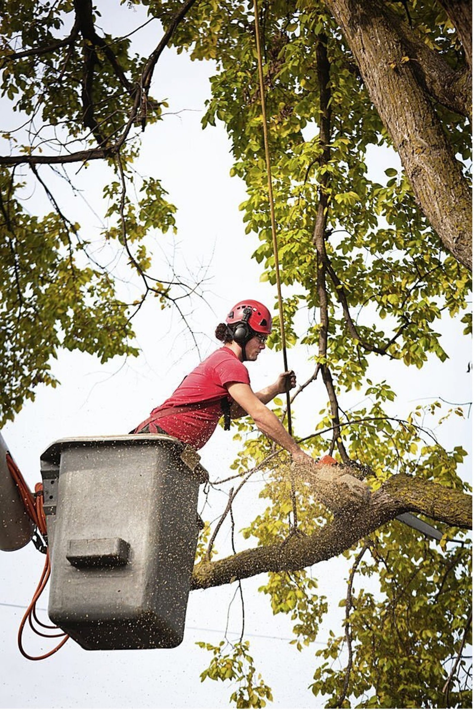 Baumfällung mit Hubvorrichtung